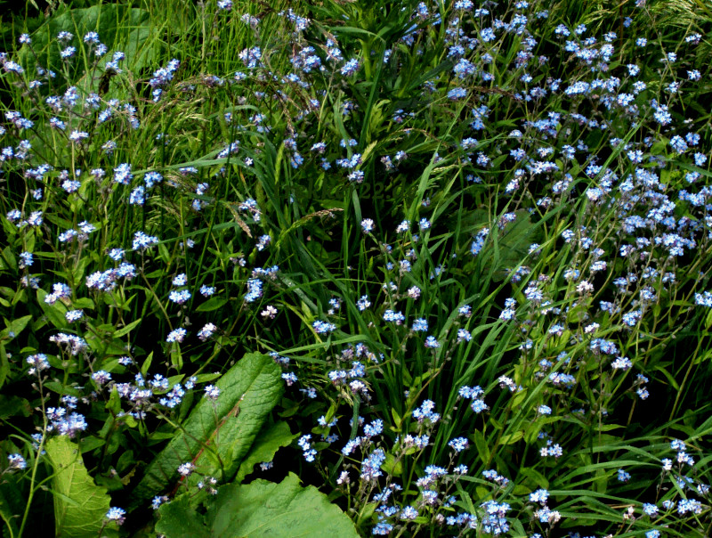 Alpenwandern