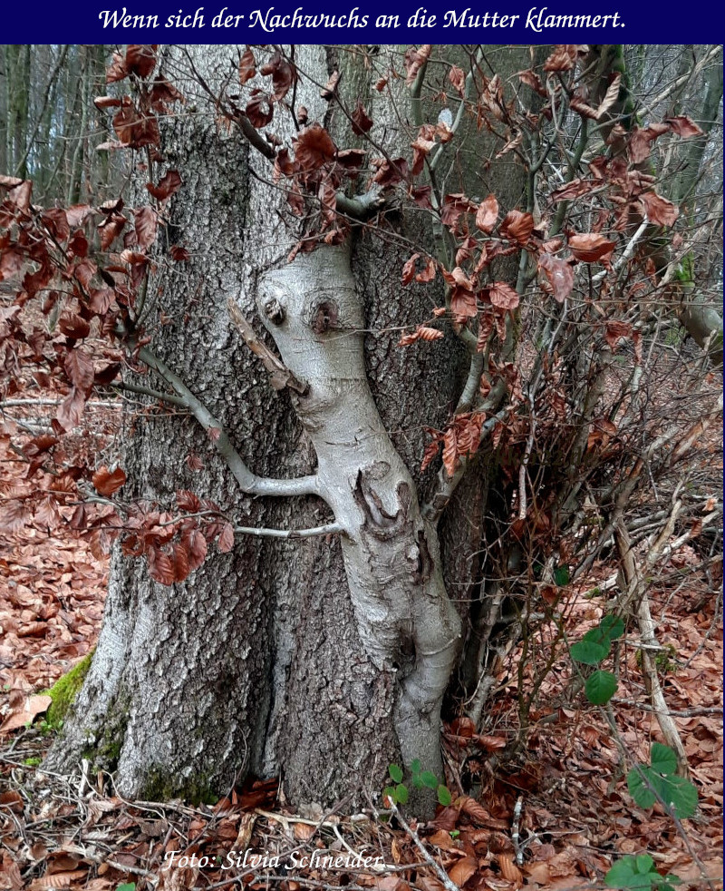 Waldfunde