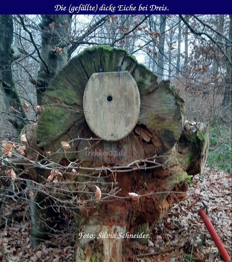 Waldfunde