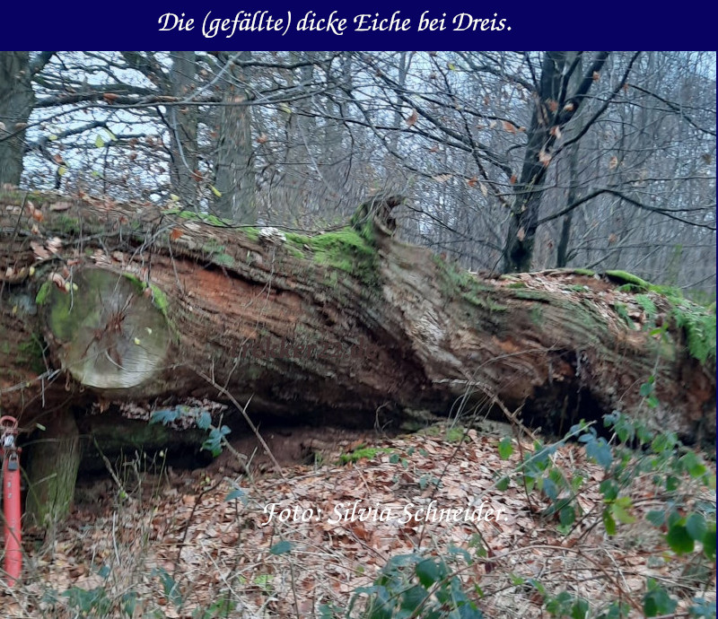 Waldfunde
