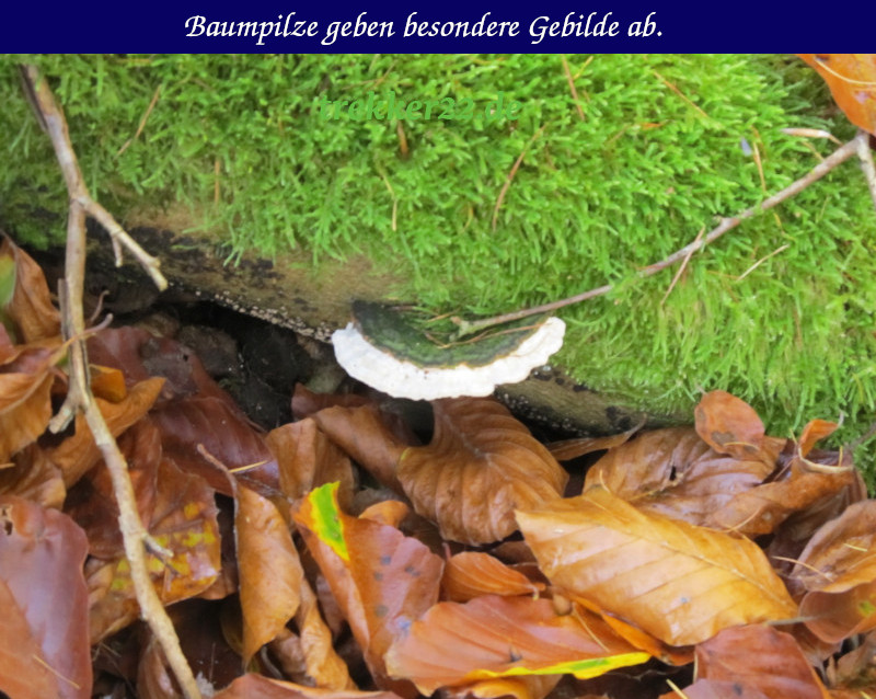 Waldfunde