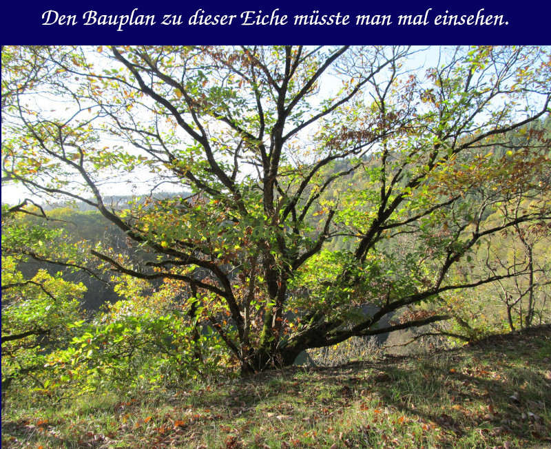 Waldfunde