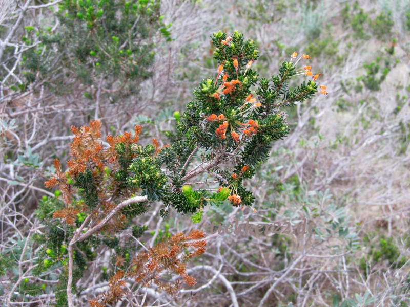 Mallorca