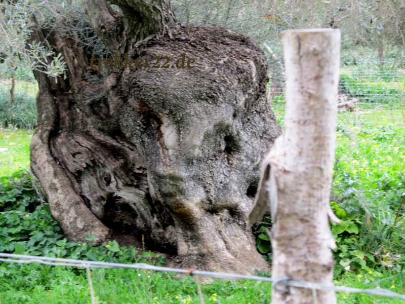 Ölbaum