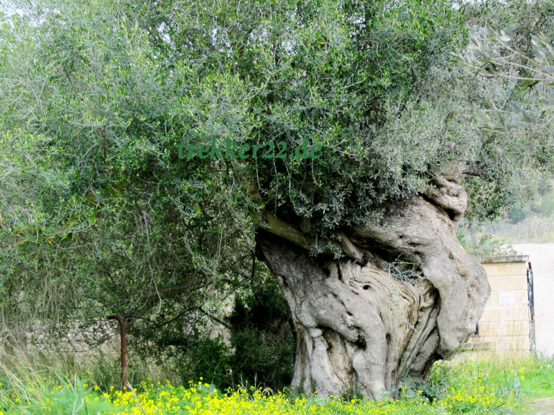Ölbaum