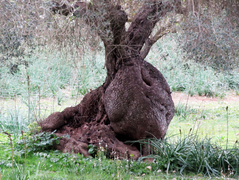 Ölbaum