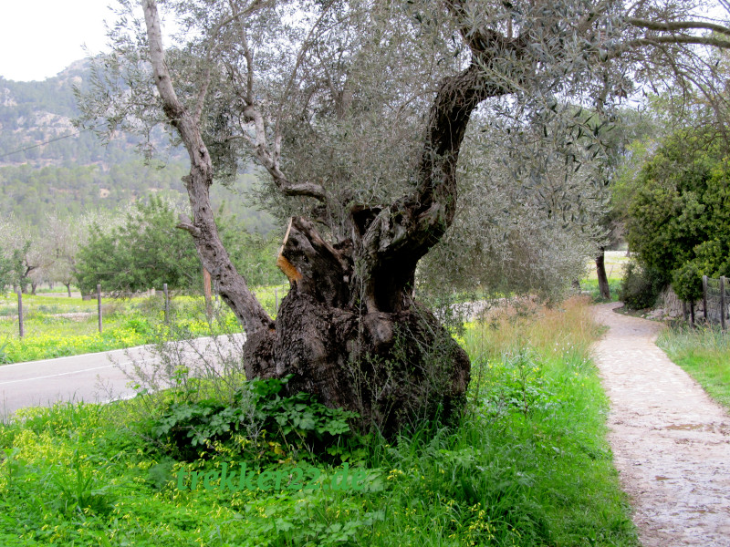 Ölbaum