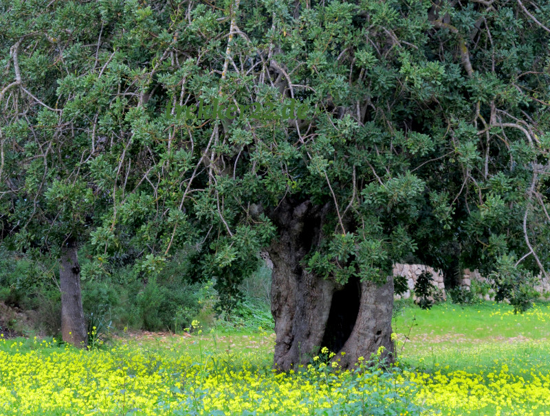 Ölbaum