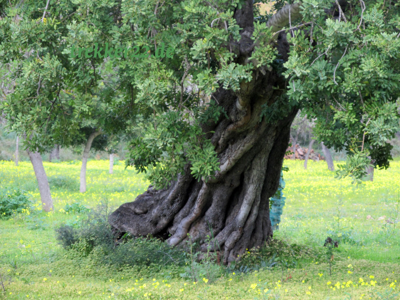 Ölbaum