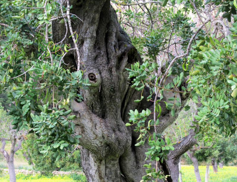 Ölbaum