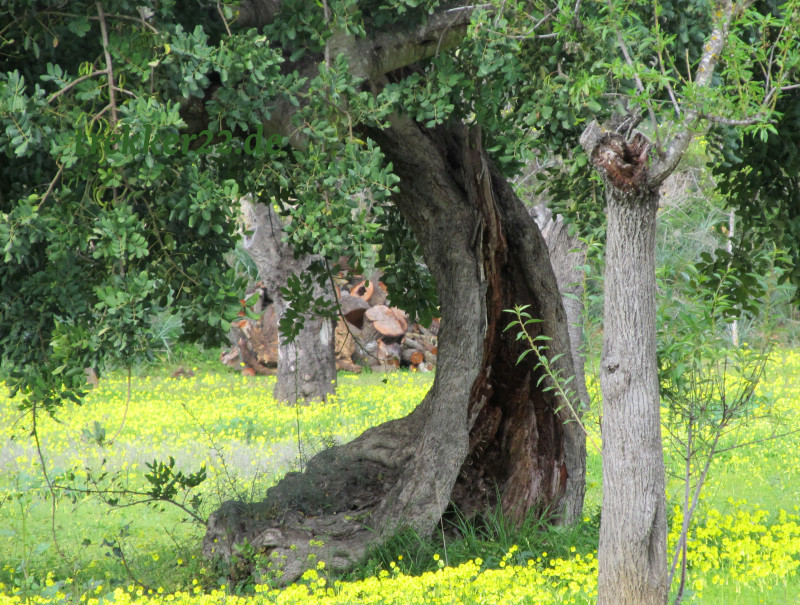 Ölbaum